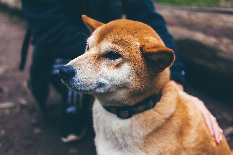 Dogecoin [DOGE] is now available on Coinbase Wallet